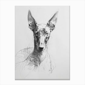 Pharaoh Hound Dog Charcoal Line 1 Canvas Print