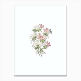 Vintage Thick Flower Slender Tube Botanical Illustration on Pure White n.0132 Canvas Print
