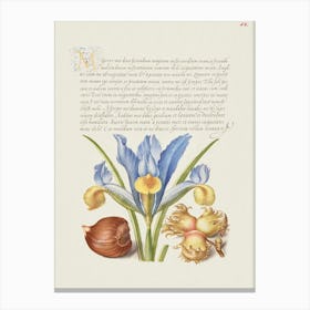 Spanish Chestnut, English Iris, And European Filbert From Mira Calligraphiae Monumenta, Joris Hoefnagel Canvas Print