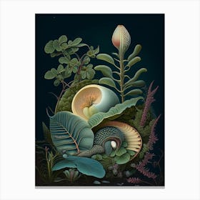 Moon Snail  1 Botanical Canvas Print