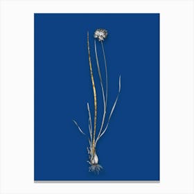 Vintage Allium Foliosum Black and White Gold Leaf Floral Art on Midnight Blue n.0138 Canvas Print