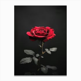 Dark Rose 126 Canvas Print