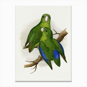 Parrots Canvas Print