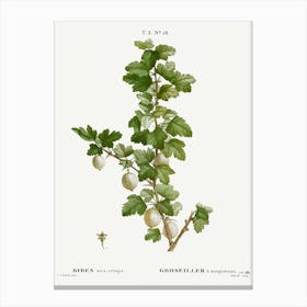 Gooseberry, Pierre Joseph Redoute Canvas Print