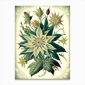Star Flower Wildflower Vintage Botanical 2 Canvas Print