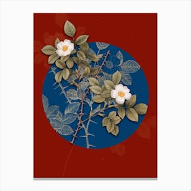 Vintage Botanical Spiny Leaved Rose of Dematra on Circle Blue on Red n.0233 Canvas Print
