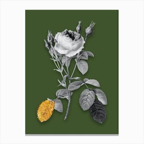 Vintage Double Moss Rose Black and White Gold Leaf Floral Art on Olive Green n.0273 Canvas Print