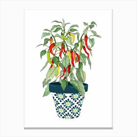 Chilli Growing Pot Plant Canvas Print