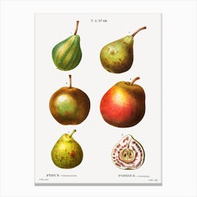 Pear, Pierre Joseph Redoute (4) Canvas Print