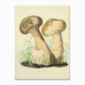 Two Mushrooms Canvas Print