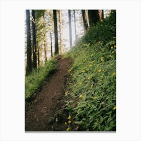 Dandelion Path Canvas Print