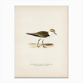 Kentish Plover, The Von Wright Brothers Canvas Print