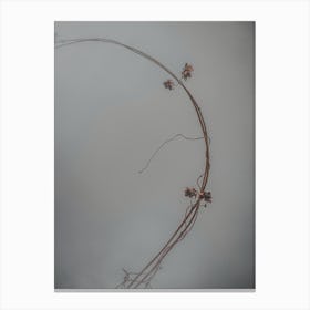 Half A Ring Of Vines In The Fog Against The Gray Sky. Minimalism Canvas Print