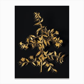 Vintage Goji Berry Branch Botanical in Gold on Black n.0442 Canvas Print