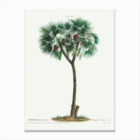 Date Palm, Pierre Joseph Redoute (2) Canvas Print