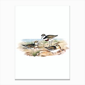 Vintage Double Banded Dottrel Bird Illustration on Pure White n.0205 Canvas Print
