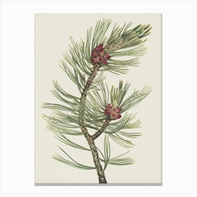 Pine Branch 1 Canvas Print