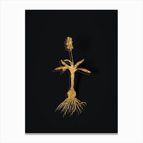 Vintage Scilla Lingulata Botanical in Gold on Black n.0219 Canvas Print