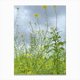 Yellow Mustard Flowers 1 Canvas Print