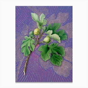 Vintage Fig Botanical Illustration on Veri Peri n.0835 Canvas Print