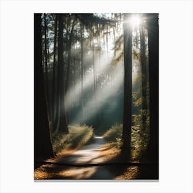 Path Through The Woods Canvas Print