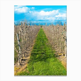 Vineyards 20200301 77ppub Canvas Print