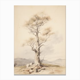 Tree Study Drawing Canvas Print
