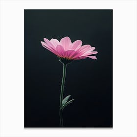 Single Pink Daisy Canvas Print