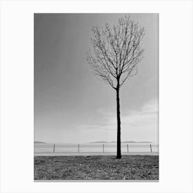Lone Tree black and white Canvas Print
