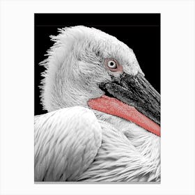 Pelican Line Art 1 Canvas Print