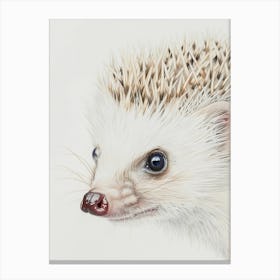 Hedgehog 1 Canvas Print