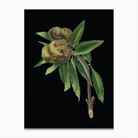 Vintage Spanish Chestnut Botanical Illustration on Solid Black n.0929 Canvas Print