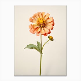 Pressed Flower Botanical Art Zinnia 2 Canvas Print
