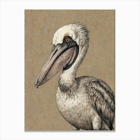 Pelican 13 Canvas Print