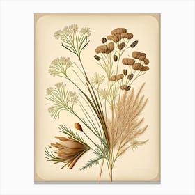 Caraway Spices And Herbs Retro Drawing 3 Canvas Print