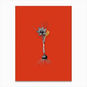 Vintage Crocus Sativus Black and White Gold Leaf Floral Art on Tomato Red n.0978 Canvas Print