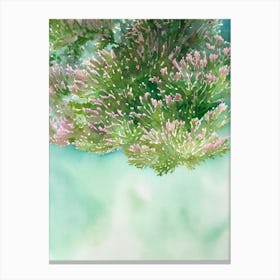 Acropora Rongelapensis Storybook Watercolour Canvas Print