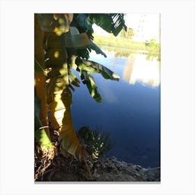 Banana Tree By The River Canvas Print