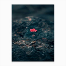 Flower On Rock 1 Canvas Print