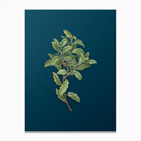 Vintage Evergreen Oak Botanical Art on Teal Blue n.0554 Canvas Print