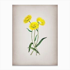 Vintage Helichrysum Flower Branch Botanical on Parchment n.0308 Canvas Print