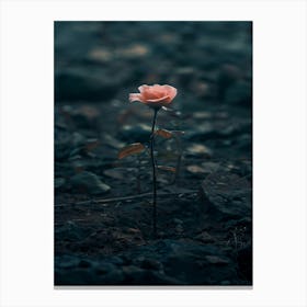 Rose In The Dark 36 Canvas Print