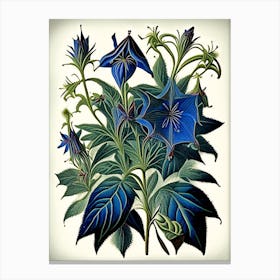 Borage Herb Vintage Botanical Canvas Print