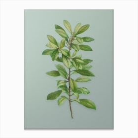 Vintage Firetree Branch Plant Botanical Art on Mint Green n.0375 Canvas Print