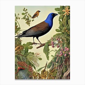 Cowbird Haeckel Style Vintage Illustration Bird Canvas Print