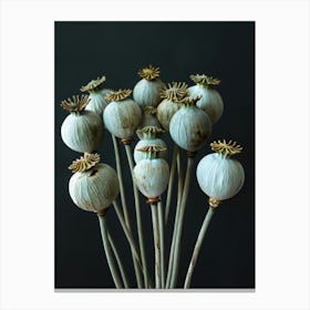 Opium Poppy 1 Canvas Print