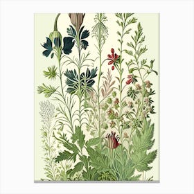 Wall Rue Wildflower Vintage Botanical Canvas Print