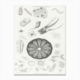 Microscopic Objects, Oliver Goldsmith Canvas Print