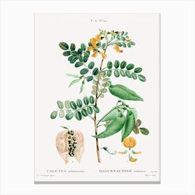 Bladder Senna, Pierre Joseph Redoute Canvas Print