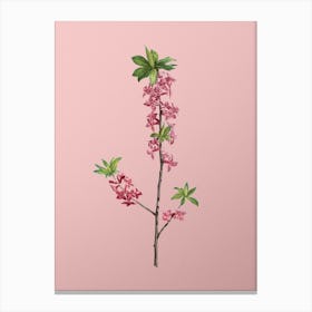 Vintage February Daphne Flowers Botanical on Soft Pink n.0329 Canvas Print